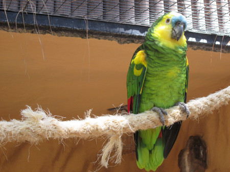 Papouek